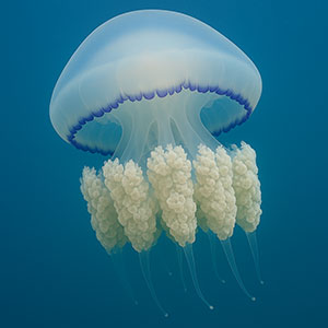 Méduse Rhizostoma Octopus