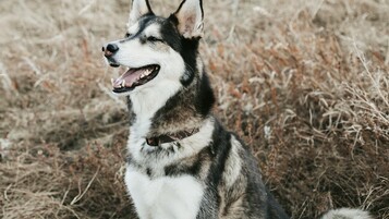 Husky