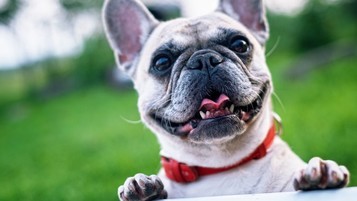 Mon Animal Generali : une nouvelle assurance pour chiens et chats