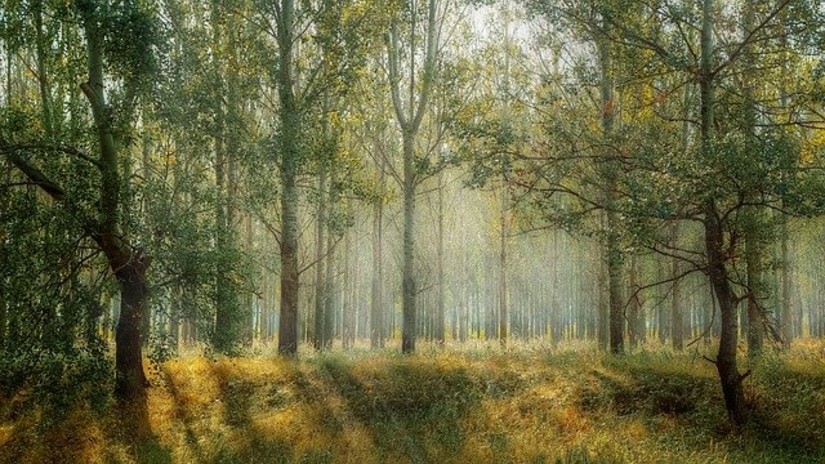 Forêt